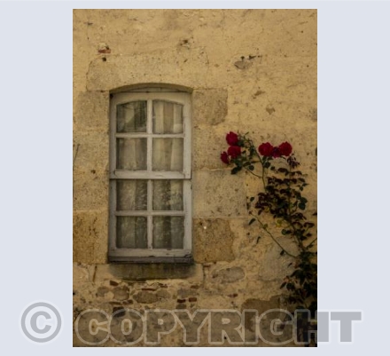 Clambering rose and window