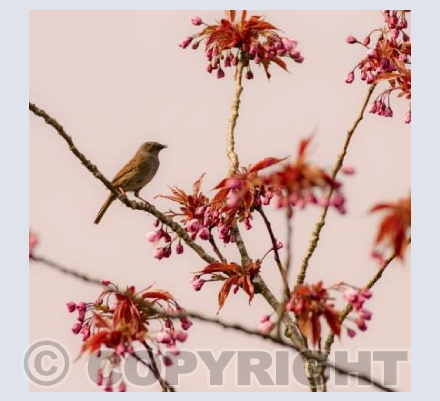Dunnock in blossom