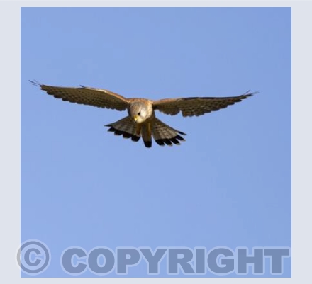 Hovering Kestrel