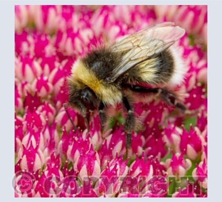 Bumble Bee on pink flower