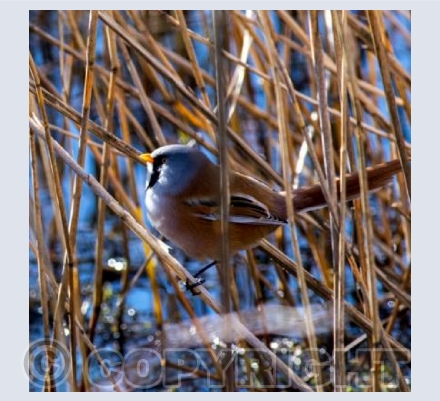 Hiding Bearded-Tit