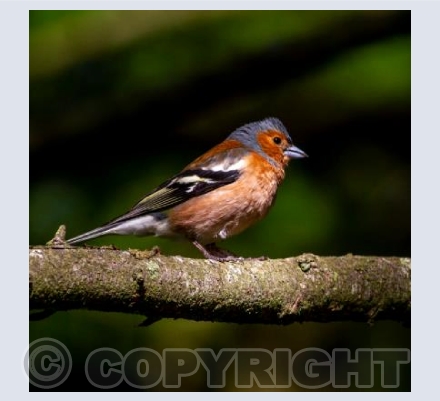 Male Chaffinch in the light