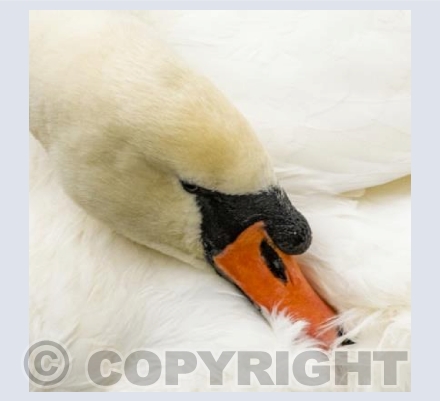 Snuggling Swan