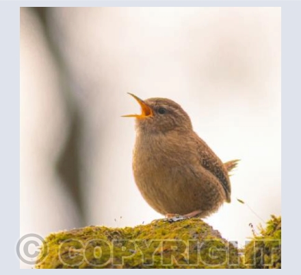 Singing Wren