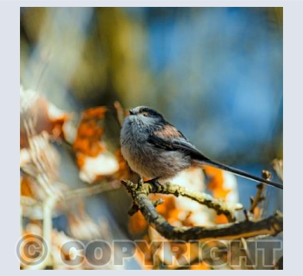 Long-Tailed Tit in the sunshine
