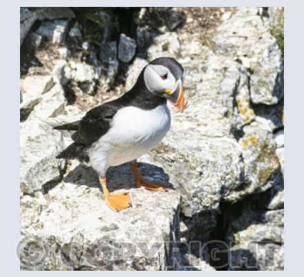 Curious Puffin