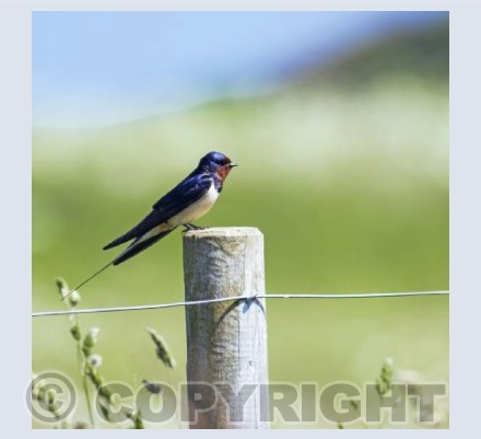 Paused Swallow