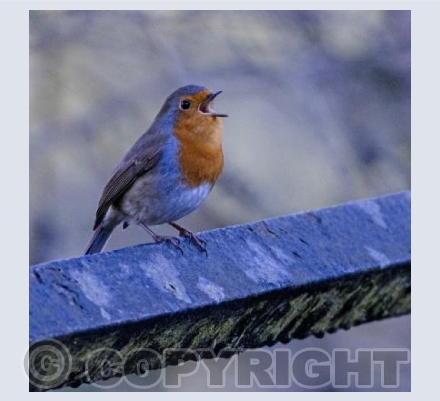 Robin Redbreast singing to the world