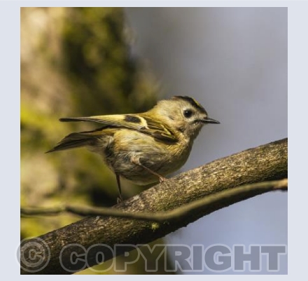 Coldcrest in the light