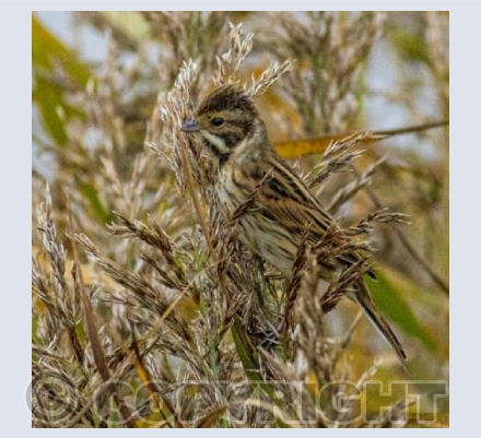 Female Reed Bunting in the reeds