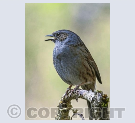 Singing Dunnock