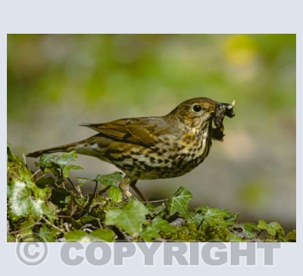 Thrush with a beakful of food
