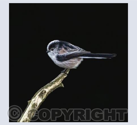 Long-Tailed Tit on black