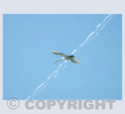 Swan and vapour trails