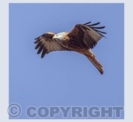 Hovering Red Kite