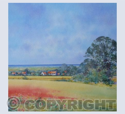 Norfolk Poppy Field