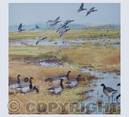 Brent Geese Cley Marshes