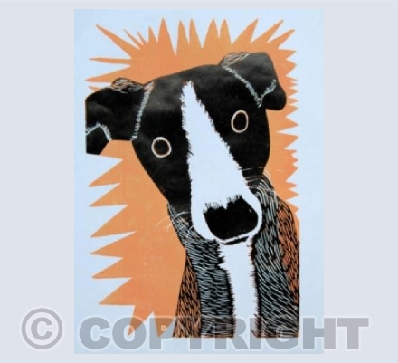 What a Whippet