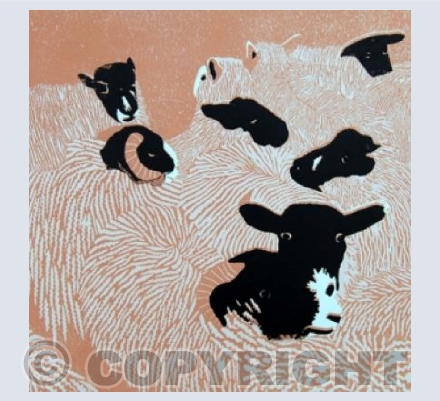 Sheep