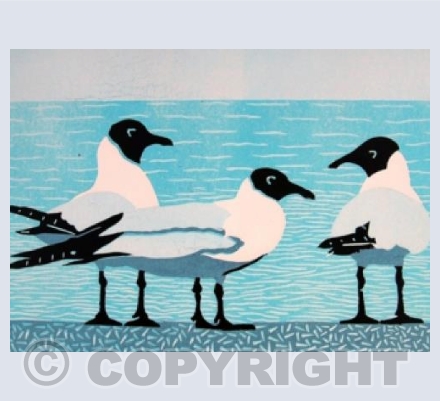 Black Faced Gulls