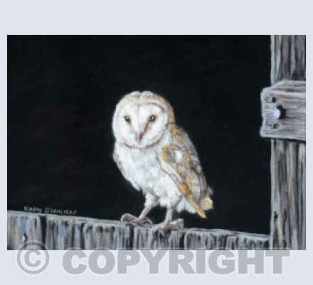 Barn Owl
