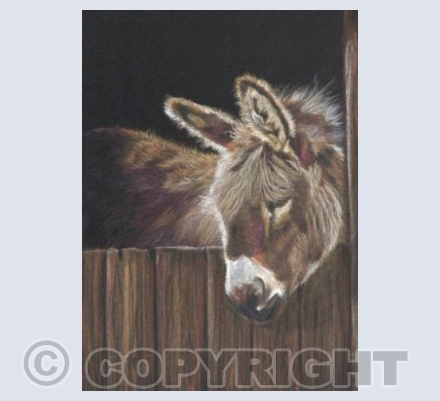 Little Donkey