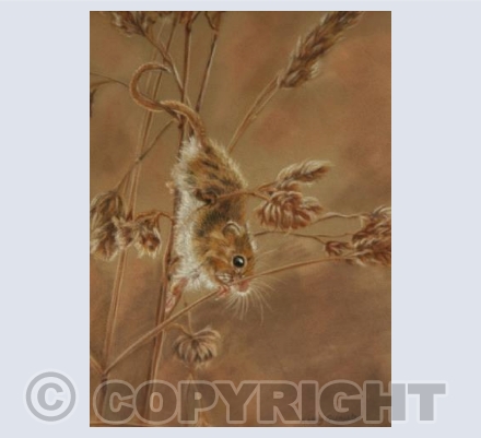 Harvest Mouse