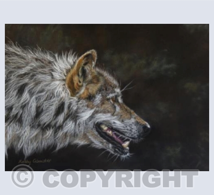 Wolf