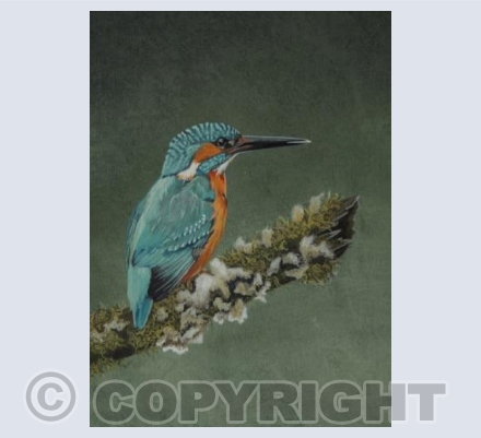 Kingfisher
