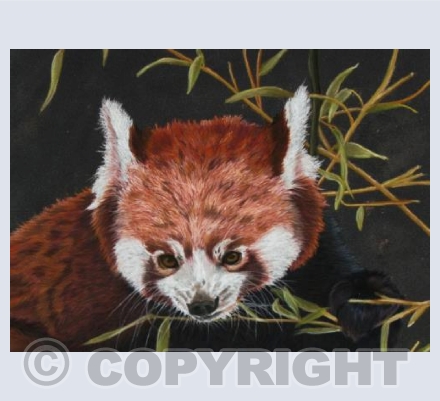 Red Panda
