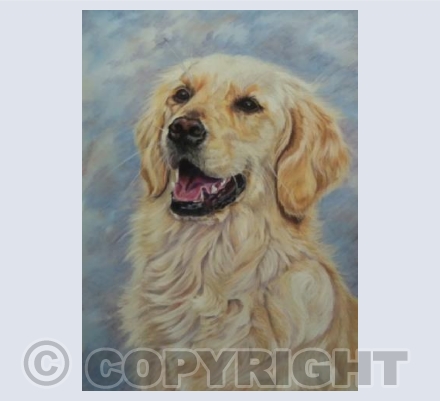 Golden Retriever
