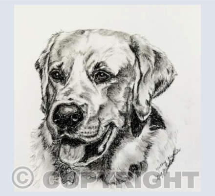 Labrador