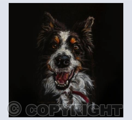 Border Collie