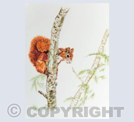 Red Squirrel