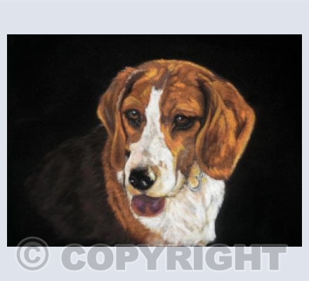 Beagle