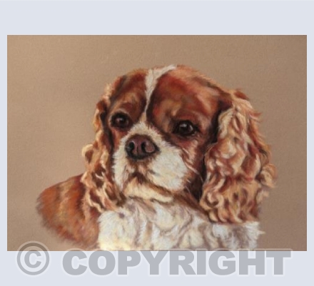 King Charles Spaniel
