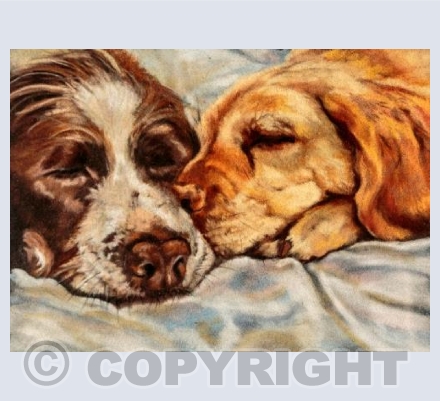 Spaniel and Labrador