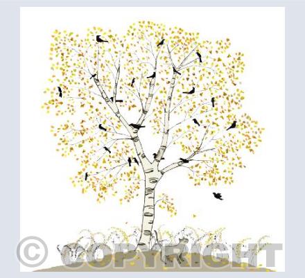 Silver Birch Tree