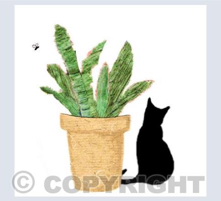 Aloe Cat