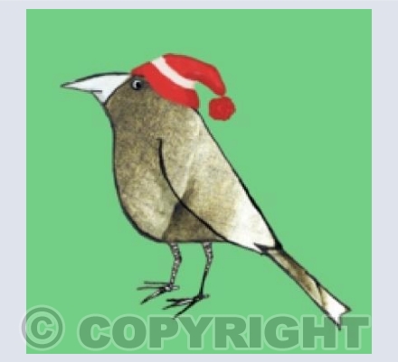 Bird in a hat 