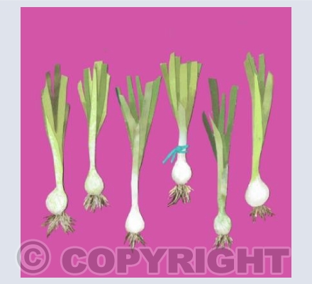 Green Onions