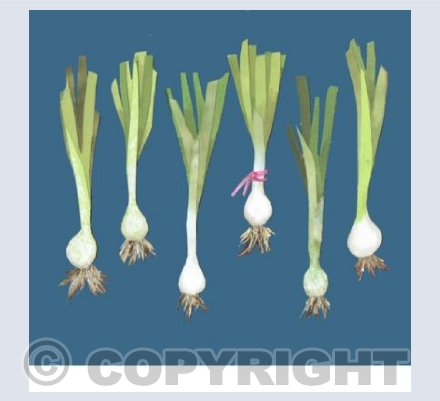 Spring onions