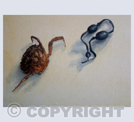 Crab and Seaweed
