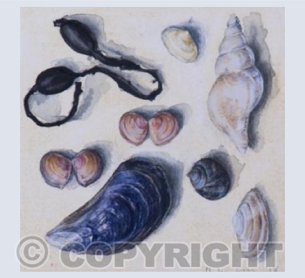 Mussel shell