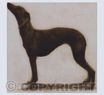 Whippet