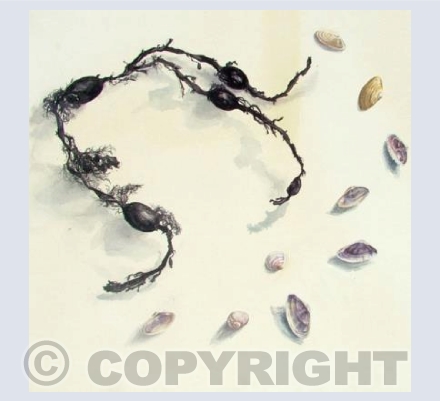 Egg wrack