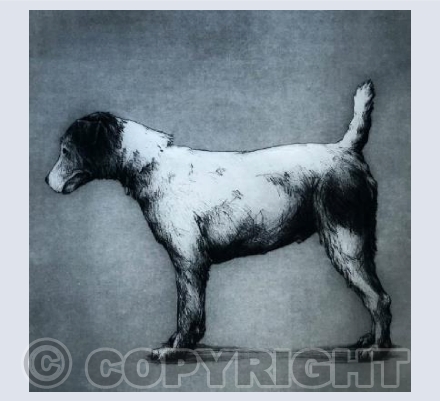 Gus the Jack Russell