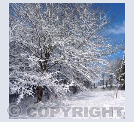 Winter