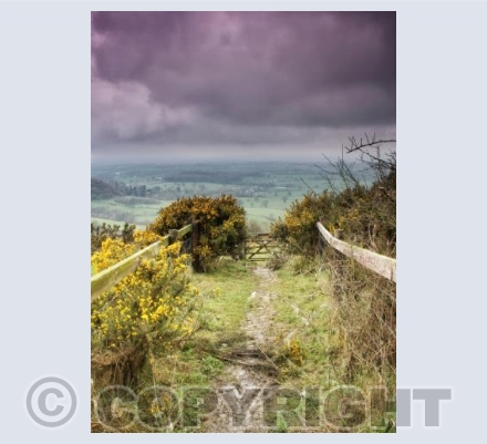 Down The Path, Ibberton Hill, Dorset.