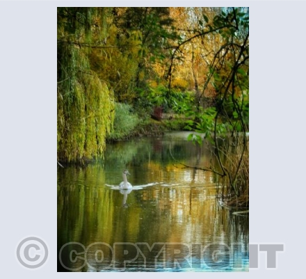 Lone Swan